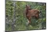 Rocky Mountain Elk Calf-Ken Archer-Mounted Photographic Print