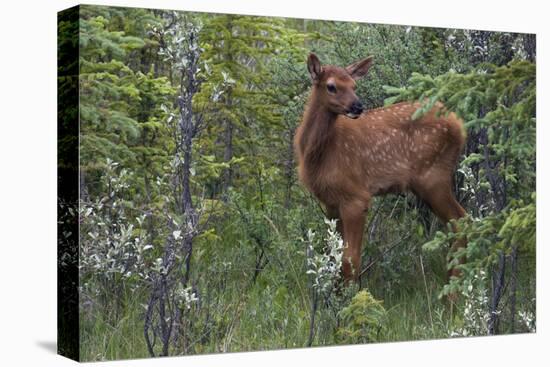 Rocky Mountain Elk Calf-Ken Archer-Stretched Canvas