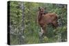 Rocky Mountain Elk Calf-Ken Archer-Stretched Canvas