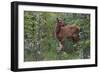 Rocky Mountain Elk Calf-Ken Archer-Framed Photographic Print