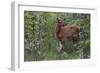 Rocky Mountain Elk Calf-Ken Archer-Framed Photographic Print