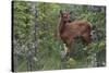 Rocky Mountain Elk Calf-Ken Archer-Stretched Canvas