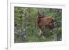 Rocky Mountain Elk Calf-Ken Archer-Framed Photographic Print