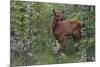 Rocky Mountain Elk Calf-Ken Archer-Mounted Photographic Print