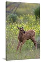 Rocky Mountain Elk Calf-Ken Archer-Stretched Canvas