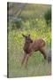 Rocky Mountain Elk Calf-Ken Archer-Stretched Canvas