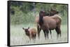 Rocky Mountain Elk cow with calf-Ken Archer-Framed Stretched Canvas