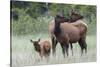 Rocky Mountain Elk cow with calf-Ken Archer-Stretched Canvas