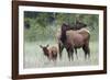 Rocky Mountain Elk cow with calf-Ken Archer-Framed Photographic Print