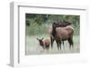 Rocky Mountain Elk cow with calf-Ken Archer-Framed Photographic Print