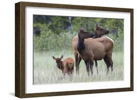 Rocky Mountain Elk cow with calf-Ken Archer-Framed Photographic Print