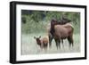 Rocky Mountain Elk cow with calf-Ken Archer-Framed Photographic Print