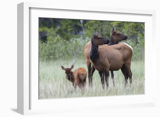 Rocky Mountain Elk cow with calf-Ken Archer-Framed Photographic Print