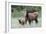 Rocky Mountain Elk cow with calf-Ken Archer-Framed Photographic Print