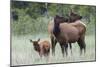 Rocky Mountain Elk cow with calf-Ken Archer-Mounted Photographic Print
