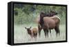 Rocky Mountain Elk cow with calf-Ken Archer-Framed Stretched Canvas
