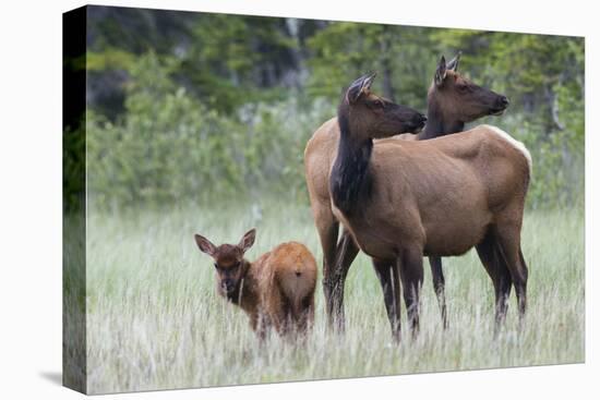 Rocky Mountain Elk cow with calf-Ken Archer-Stretched Canvas