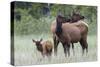 Rocky Mountain Elk cow with calf-Ken Archer-Stretched Canvas