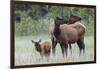 Rocky Mountain Elk cow with calf-Ken Archer-Framed Photographic Print