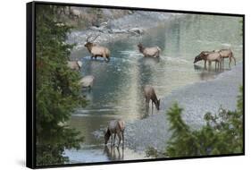 Rocky Mountain Elk Herd Crossing Mountain Stream-Ken Archer-Framed Stretched Canvas
