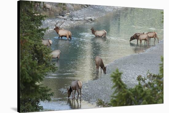 Rocky Mountain Elk Herd Crossing Mountain Stream-Ken Archer-Stretched Canvas