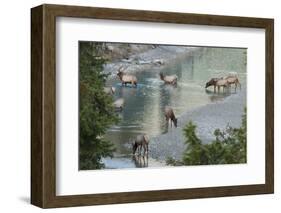 Rocky Mountain Elk Herd Crossing Mountain Stream-Ken Archer-Framed Photographic Print