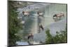 Rocky Mountain Elk Herd Crossing Mountain Stream-Ken Archer-Mounted Photographic Print