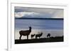 Rocky Mountain Elk Herd-Ken Archer-Framed Photographic Print