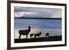 Rocky Mountain Elk Herd-Ken Archer-Framed Photographic Print