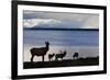 Rocky Mountain Elk Herd-Ken Archer-Framed Photographic Print