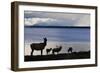 Rocky Mountain Elk Herd-Ken Archer-Framed Photographic Print