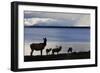 Rocky Mountain Elk Herd-Ken Archer-Framed Photographic Print