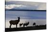 Rocky Mountain Elk Herd-Ken Archer-Stretched Canvas