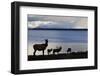 Rocky Mountain Elk Herd-Ken Archer-Framed Premium Photographic Print