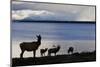 Rocky Mountain Elk Herd-Ken Archer-Mounted Premium Photographic Print