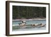 Rocky Mountain Elk Herd-Ken Archer-Framed Photographic Print