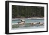 Rocky Mountain Elk Herd-Ken Archer-Framed Photographic Print