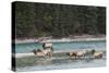 Rocky Mountain Elk Herd-Ken Archer-Stretched Canvas