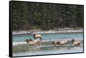 Rocky Mountain Elk Herd-Ken Archer-Framed Stretched Canvas