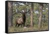 Rocky Mountain Elk, Ponderosa Pine Forest-Ken Archer-Framed Stretched Canvas