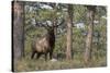 Rocky Mountain Elk, Ponderosa Pine Forest-Ken Archer-Stretched Canvas