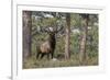 Rocky Mountain Elk, Ponderosa Pine Forest-Ken Archer-Framed Photographic Print