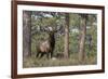 Rocky Mountain Elk, Ponderosa Pine Forest-Ken Archer-Framed Photographic Print