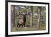 Rocky Mountain Elk, Ponderosa Pine Forest-Ken Archer-Framed Photographic Print