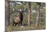 Rocky Mountain Elk, Ponderosa Pine Forest-Ken Archer-Mounted Photographic Print