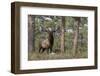 Rocky Mountain Elk, Ponderosa Pine Forest-Ken Archer-Framed Photographic Print