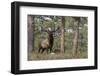 Rocky Mountain Elk, Ponderosa Pine Forest-Ken Archer-Framed Photographic Print