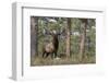 Rocky Mountain Elk, Ponderosa Pine Forest-Ken Archer-Framed Photographic Print