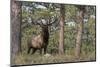 Rocky Mountain Elk, Ponderosa Pine Forest-Ken Archer-Mounted Photographic Print