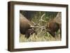 Rocky Mountain Elk, sparring bulls-Ken Archer-Framed Photographic Print